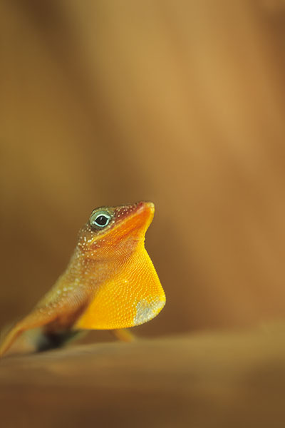 Endemic Anole Lizard, Dominica