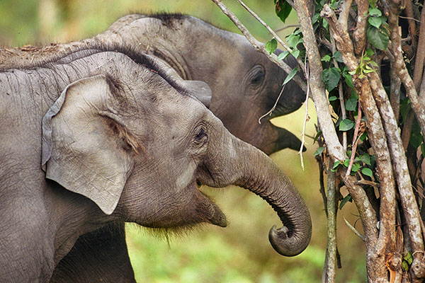 Elephant's youngsters in Jaldapara NP, India