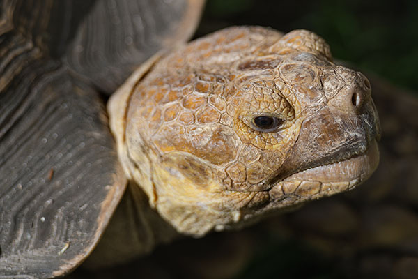 Aldabra Giant Tortoise, Conservation Park, Martinique