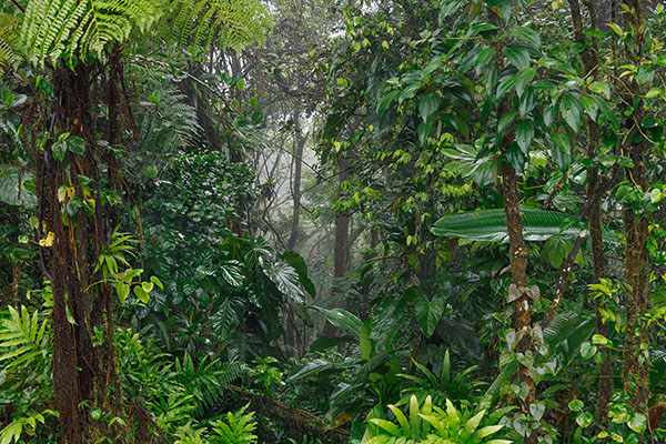 Rainforest, Martinique
