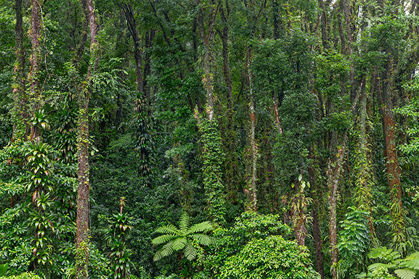 Rainforest, Martinique