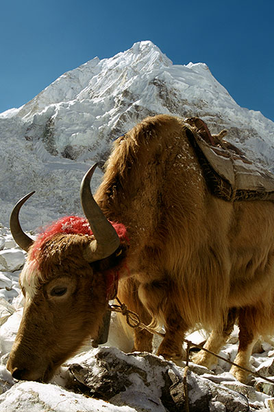 Yak At Everest Base Camp, Sagarmatha NP, Nepal