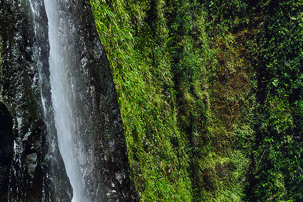 Waterfall, Bébour-Bélouve Forest, Reunion