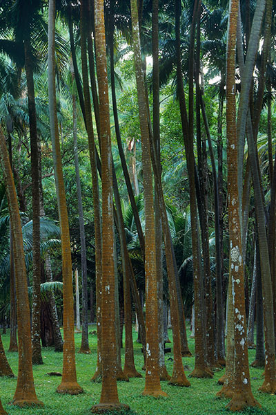Palm Forest at the Anse des Cascades, Reunion