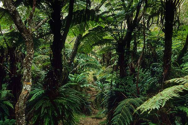 Bébour-Bélouve Forest, Reunion