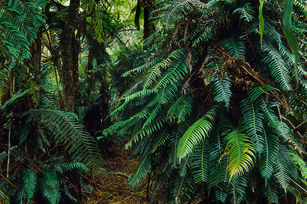 Bébour-Bélouve Forest, Reunion