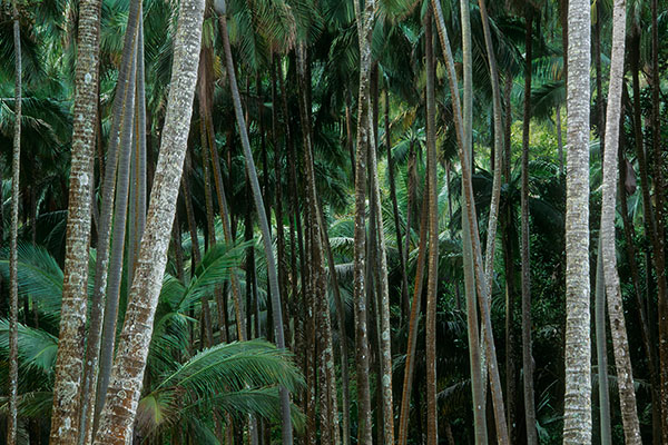 Palm Forest at the Anse des Cascades, Reunion