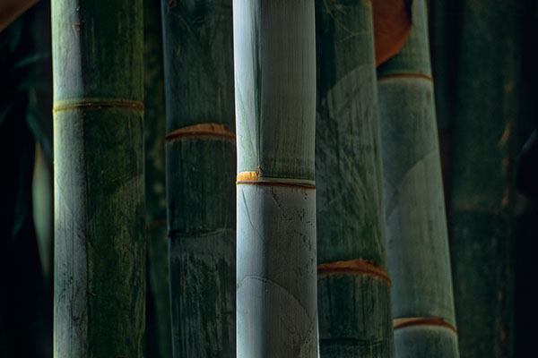 Giant Bamboo Trees, Reunion