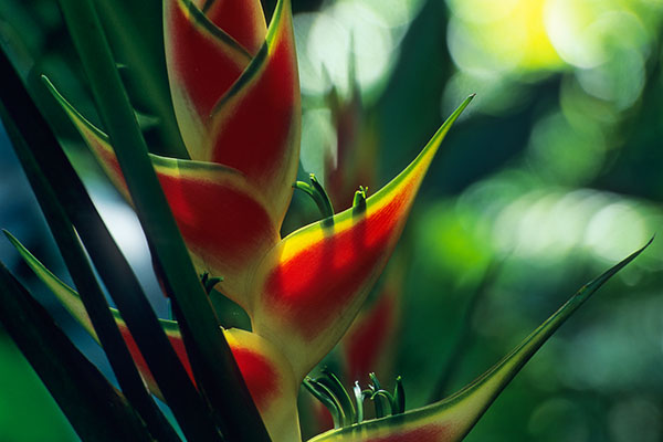 Heliconia, Reunion