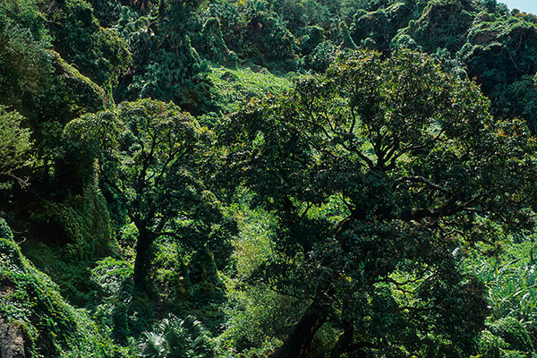 Rainforest, Reunion