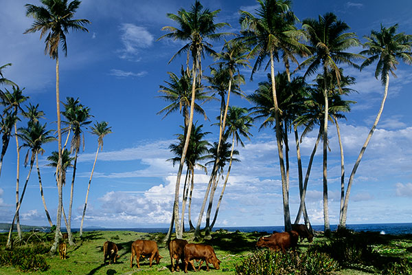 Grazing Cows Under Cocoa Palms, Samoa