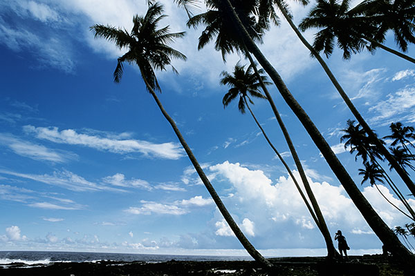 Cocoa Palm Trees, Savai’i Island, Samoa
