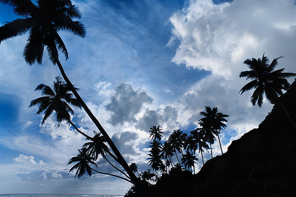 Cocoa Palm Trees, Samoa