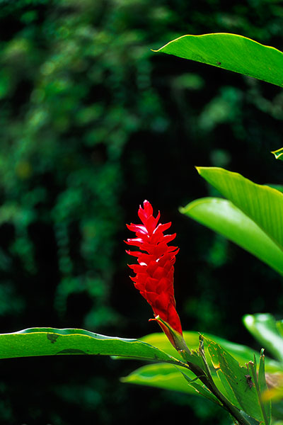 Teuila, Samoan National Flower, Samoa
