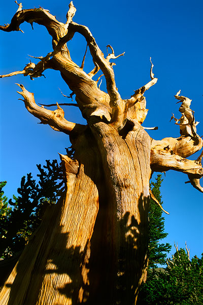 Ancient Bristlecone Pine, Great Basin NP, USA