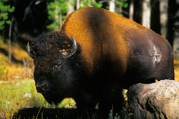 Buffalo, Yellowstone NP, USA