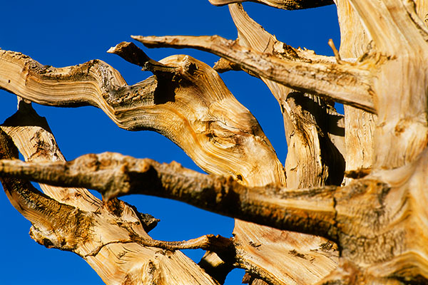 Ancient Bristlecone Pine, Great Basin NP, USA