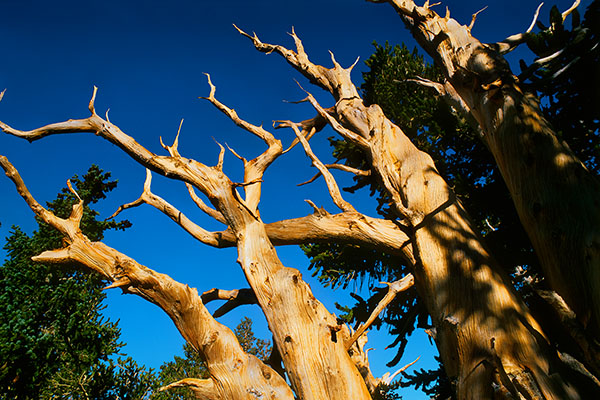 Ancient Bristlecone Pine, Great Basin NP, USA