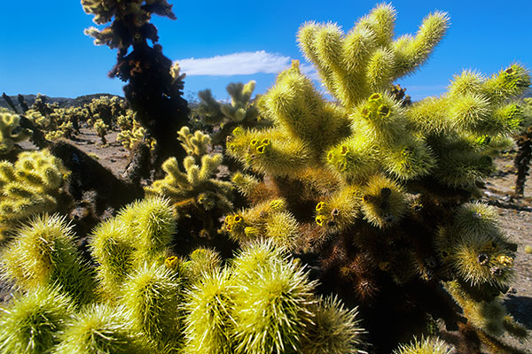 Joshua Tree NP, USA