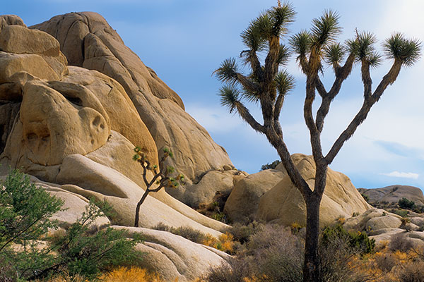 Joshua Tree NP, USA