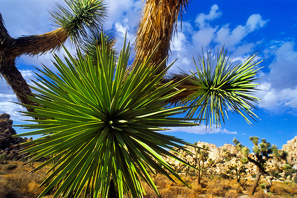 Joshua Tree NP, USA