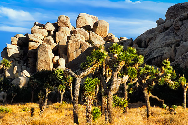 Joshua Tree NP, USA