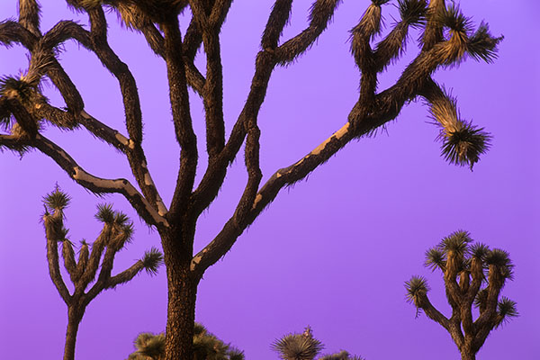 Joshua Tree NP, USA