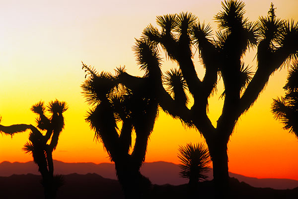 Joshua Tree NP, USA