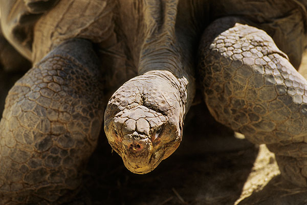 Galapagos tortoise, San Diego ZOO, USA