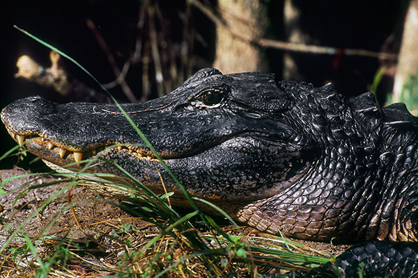 Aligator, Everglades NP, Florida, USA