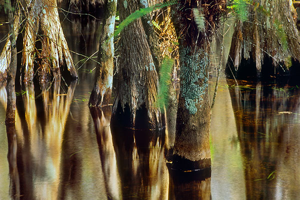 Everglades NP, Florida, USA