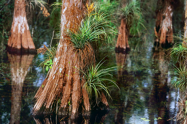 Everglades NP, Florida, USA