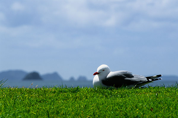 Endemic Red-Billed Gull, New Zealand