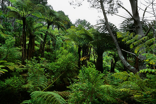Coromandel Peninsula, New Zealand