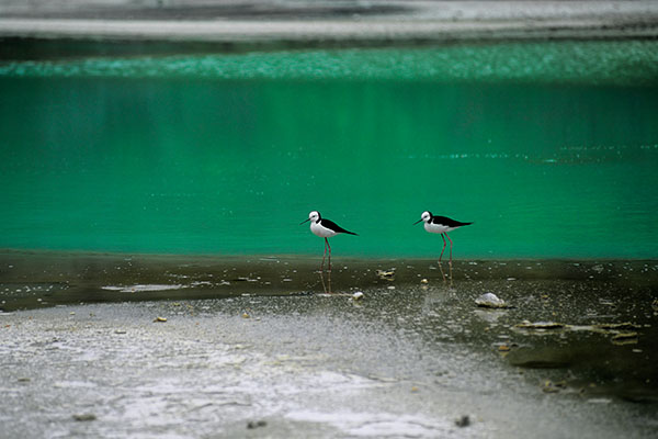 Pied Stilt Birds, Wai-O-Tapu Geothermal Wonderland, New Zealand