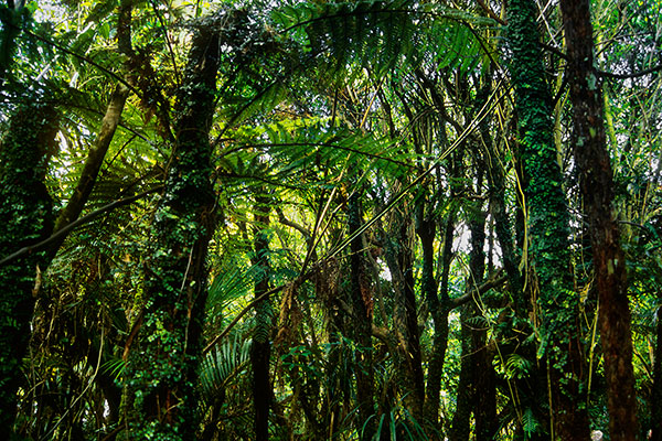 Paparoa National Park, New Zealand