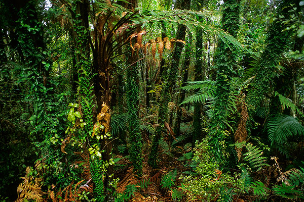 West Coast Forest, South Island, New Zealand