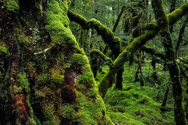Fiordland National Park, New Zealand